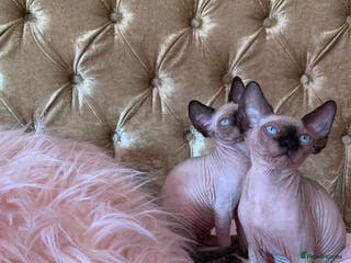 Sphynx cats Canadian sphynx - Advert 12
