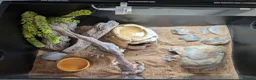 Leopard Gecko reptiles for sale: Leopard Gecko approx 2 years old in Chelmsford - Advert 5