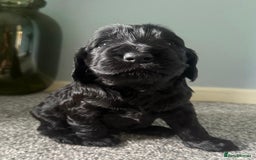 Cockapoo dogs for sale: Cockapoo Puppies Looking For Their Forever Home  - Image 3