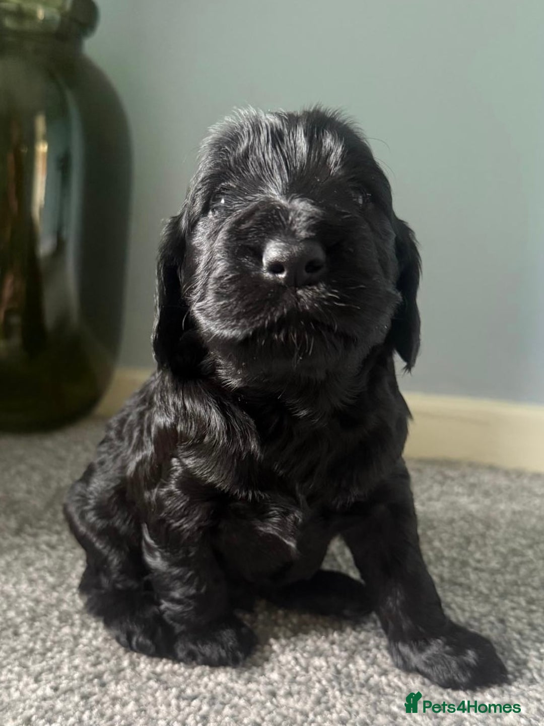 Cockapoo dogs for sale: Cockapoo Puppies Looking For Their Forever Home  - Image 3