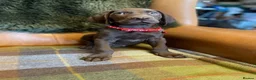 German Shorthaired Pointer dogs for sale: Stunning pups - Advert 9