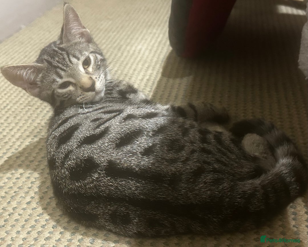 Bengal cats for sale: Bengal x Bombay kittens —REDUCED FR £120 TO £75 - Image 6