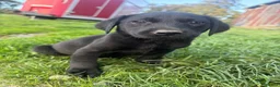 Labrador Retriever dogs for sale: Outstanding lab pup males  - Advert 3
