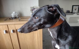 Greyhound dogs for sale: 3 year old retired greyhound, stunning - Image 3