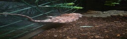 Chameleon reptiles for sale: Female Chameleon - Advert 1