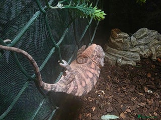 Chameleon reptiles Female Chameleon - Advert 1