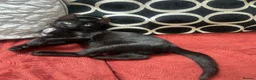 Mixed Breed cats for sale: Pair of kittens to go together  - Advert 8