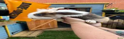 Harlequin rabbits for sale: Harlequin/ Rex baby bunnies  - Advert 3