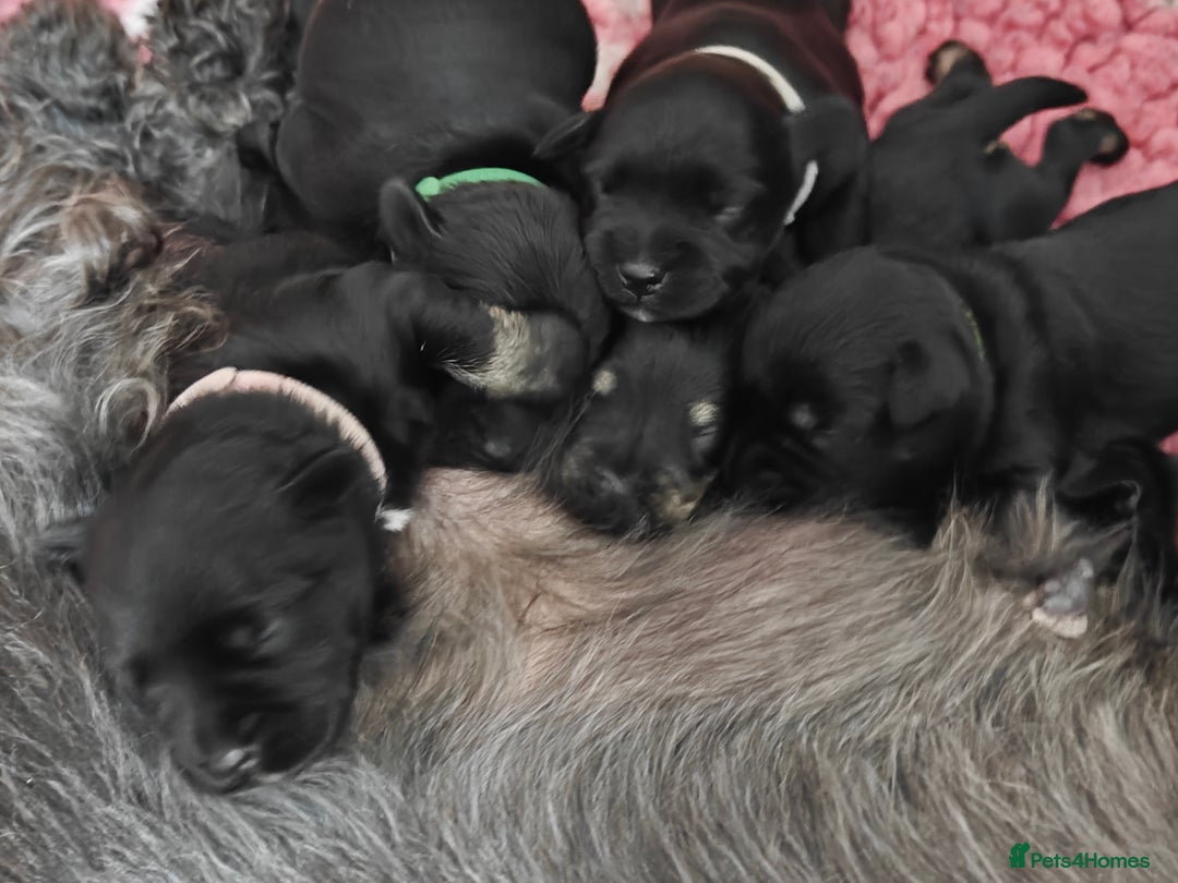 Miniature Schnauzer dogs for sale: Beautiful KC Miniature Schnauzer Puppies  - Image 12