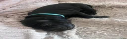 Mixed Breed dogs for sale: Sprocker spaniel x Frenchie-Pei  - Advert 23