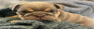 Puppy 10