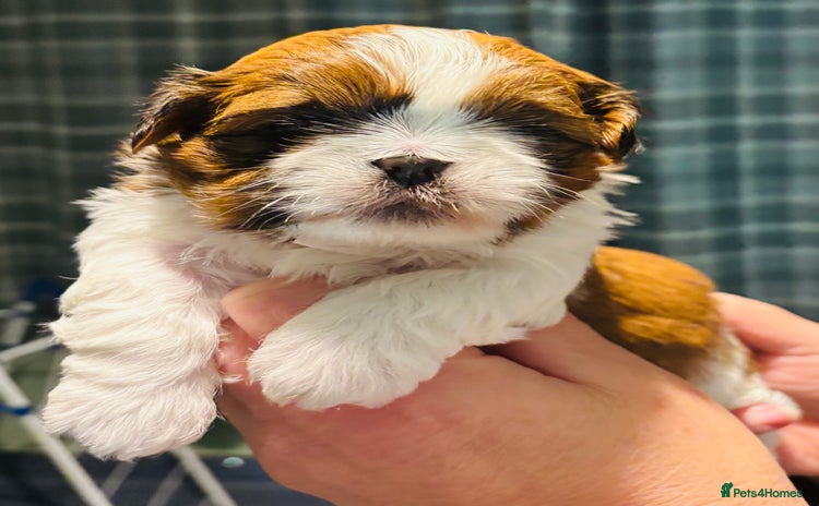 Shih Tzu dogs Beautiful shih tzu babies  - Advert 14