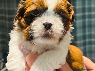 Shih Tzu dogs Beautiful shih tzu babies - Advert 6