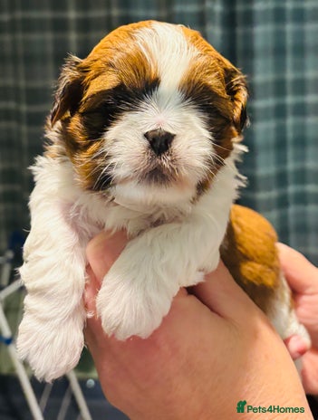 Shih Tzu dogs Beautiful shih tzu babies - Advert 14