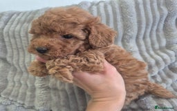 Miniature Poodle dogs for sale: KC Fox Red Miniature Poodle Boys - Image 3
