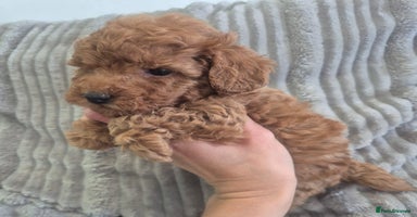 Miniature Poodle dogs - Advert 8