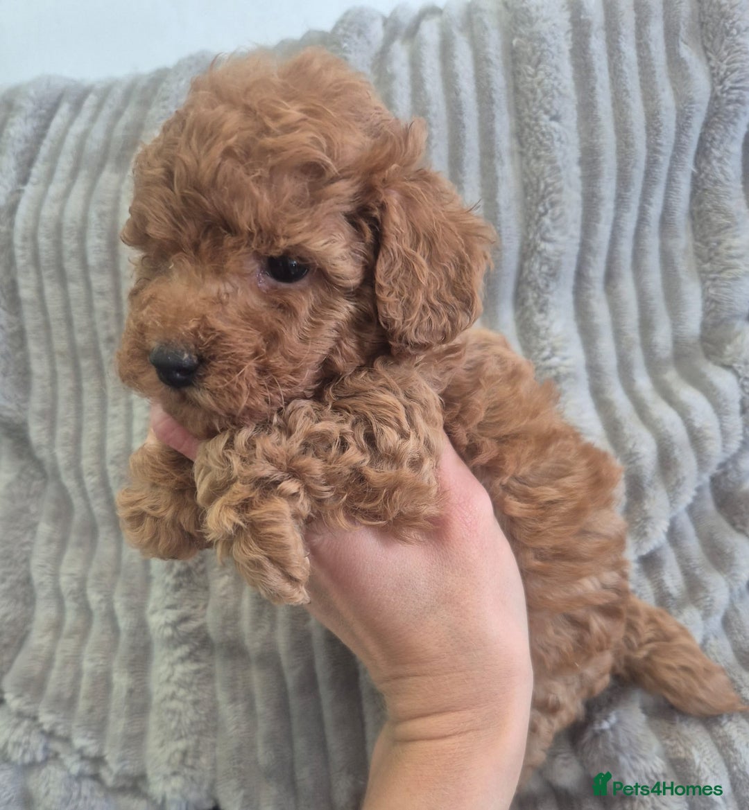 Miniature Poodle dogs for sale: KC Fox Red Miniature Poodle Boys - Image 3