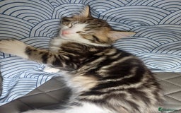 Maine Coon cats for sale: **Maine coon mixed**LAST MALE AVAILABLE** - Image 1