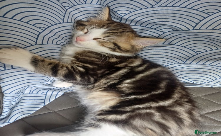 Maine Coon cats - Advert 1