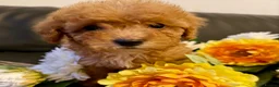 Maltipoo dogs for sale: Beautiful F1BB Maltipoo Puppies  - Advert 7