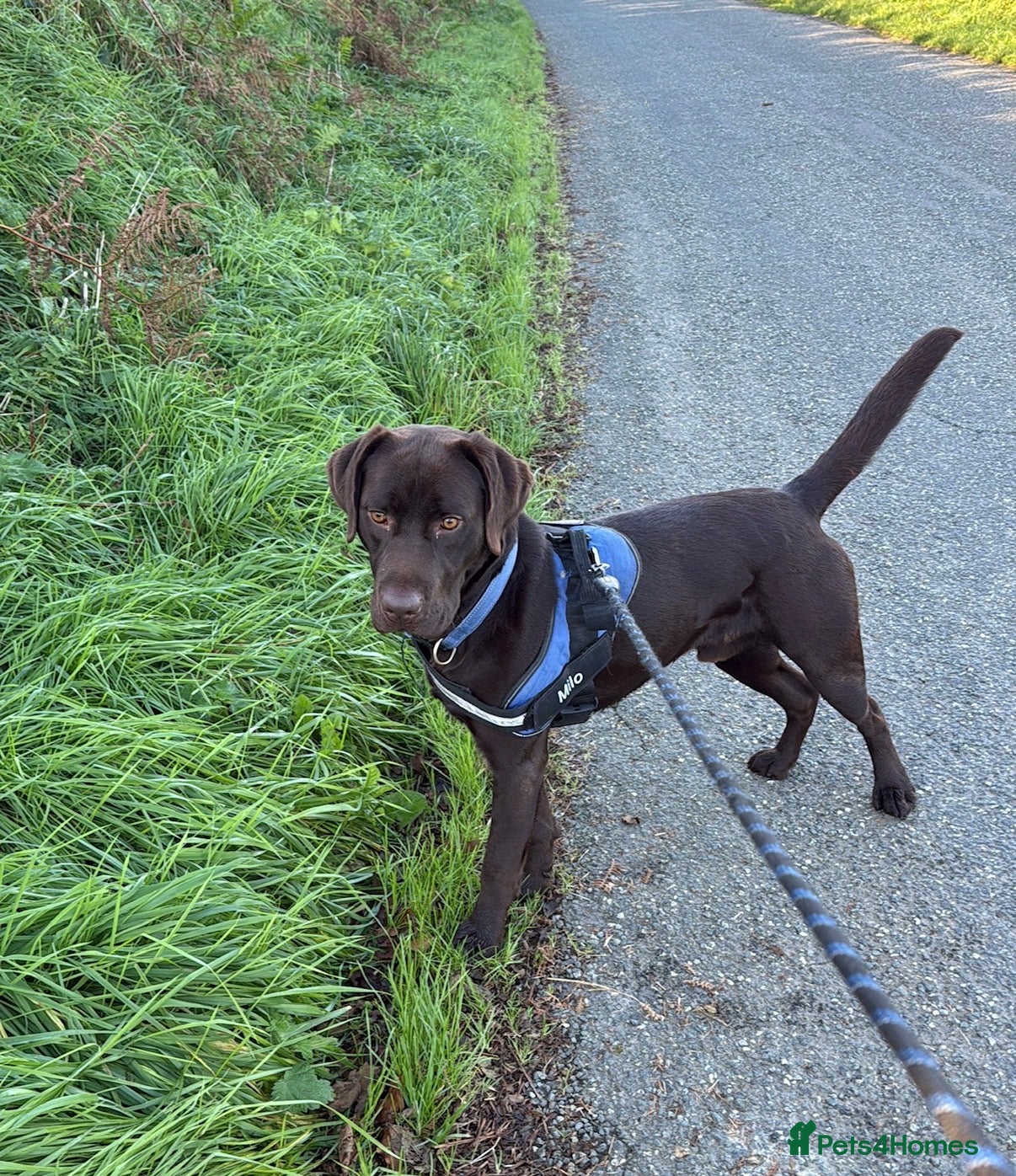 Labrador Retriever dogs Labrador. Loving Family Dog Seeking Forever Home - Advert 13