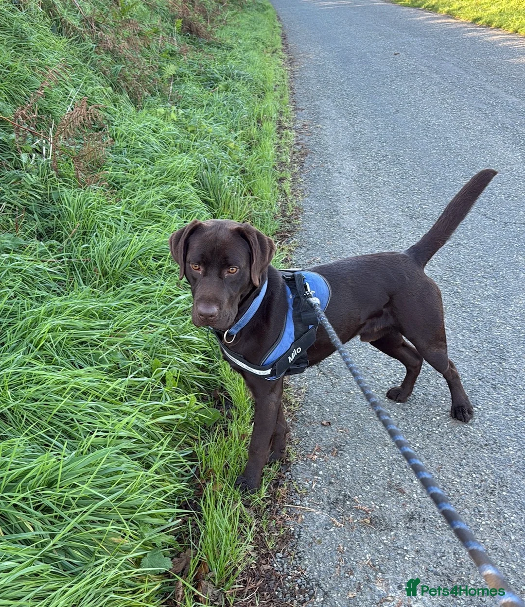 Labrador Retriever dogs for sale: Labrador. Loving Family Dog Seeking Forever Home - Advert 1