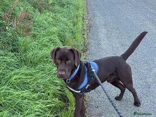 Labrador Retriever dogs Labrador. Loving Family Dog Seeking Forever Home - Advert 13