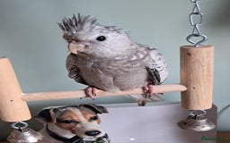 Cockatiels birds for sale: Baby cocktails hand reared and very tame ready now - Image 4