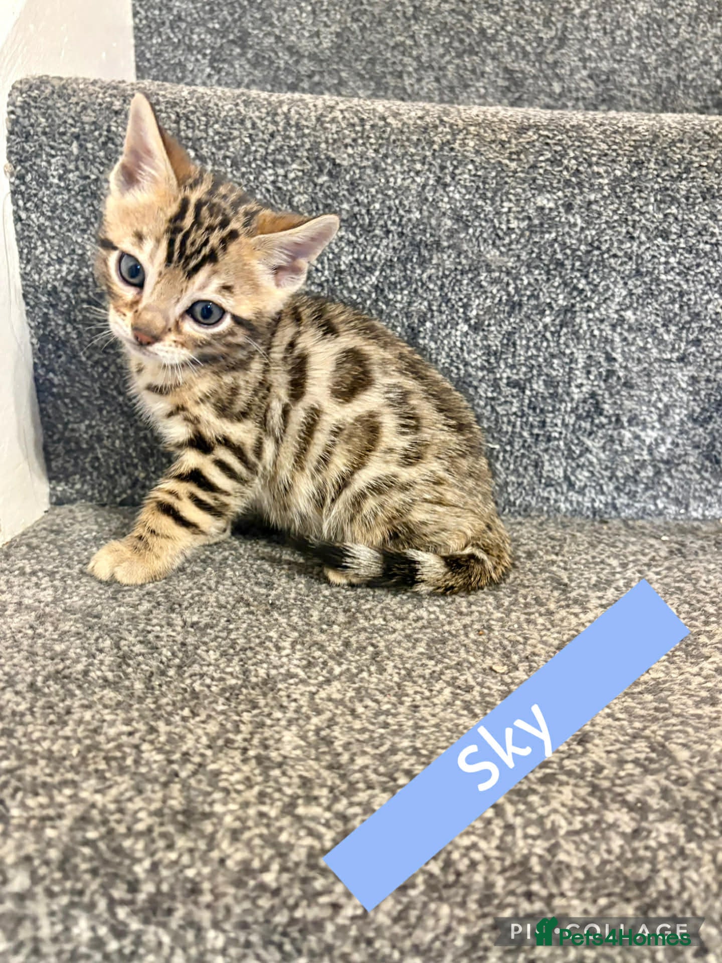 Bengal cats Beautiful Bengal Kittens for sale - Advert 2