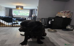 Cane Corso dogs for sale: Female can corso  **  - Image 6