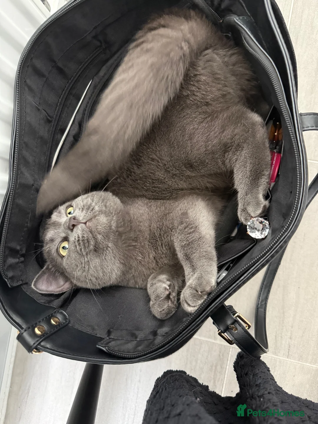 British Shorthair cats for sale: Heartbreaking Rehoming ❤️‍🩹💔 - Advert 6