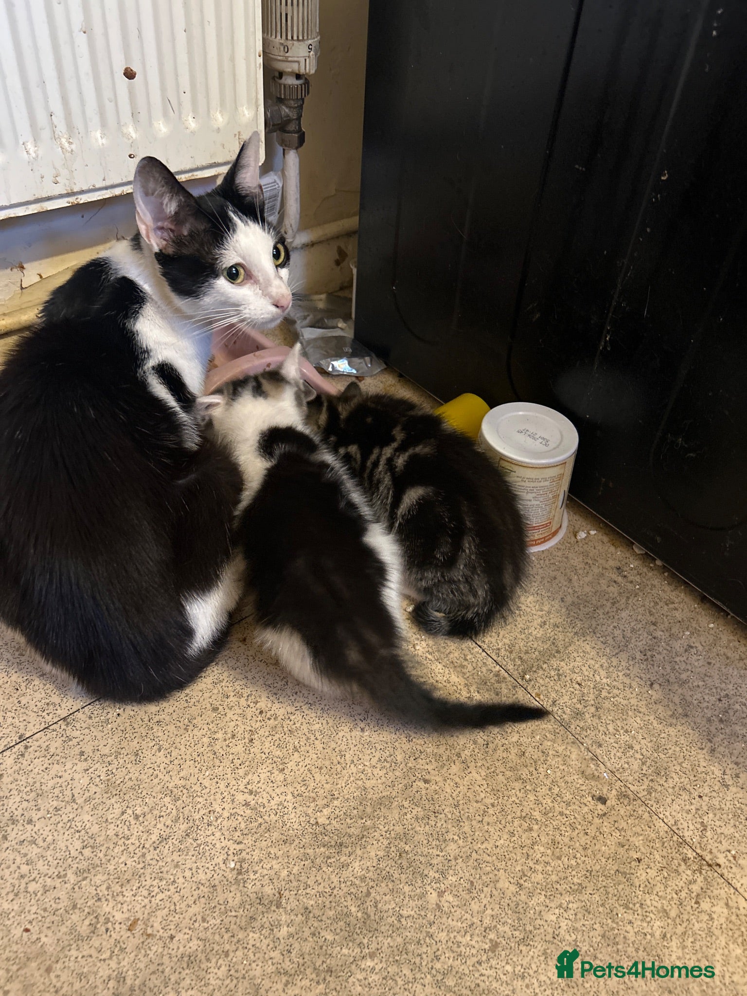 Mixed Breed cats Lilly’s babies - Advert 2