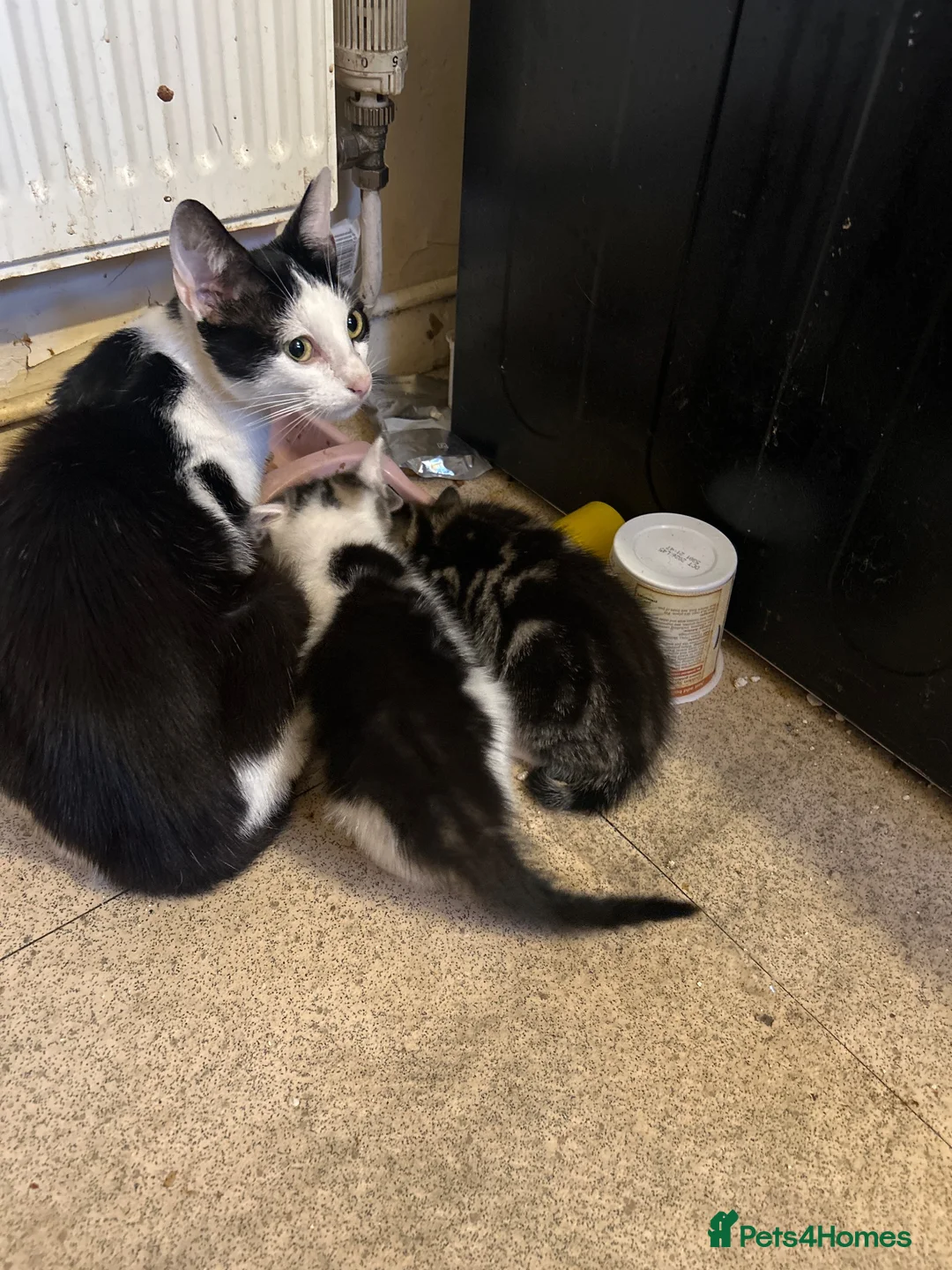 Mixed Breed cats for sale: Lilly’s babies in Walsall - Advert 1