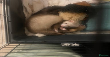 Ferret rodents - Advert 3