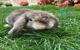 Mini Lop rabbits for sale: Mini Lop Male and Female Rabbits For Sale  - Image 20