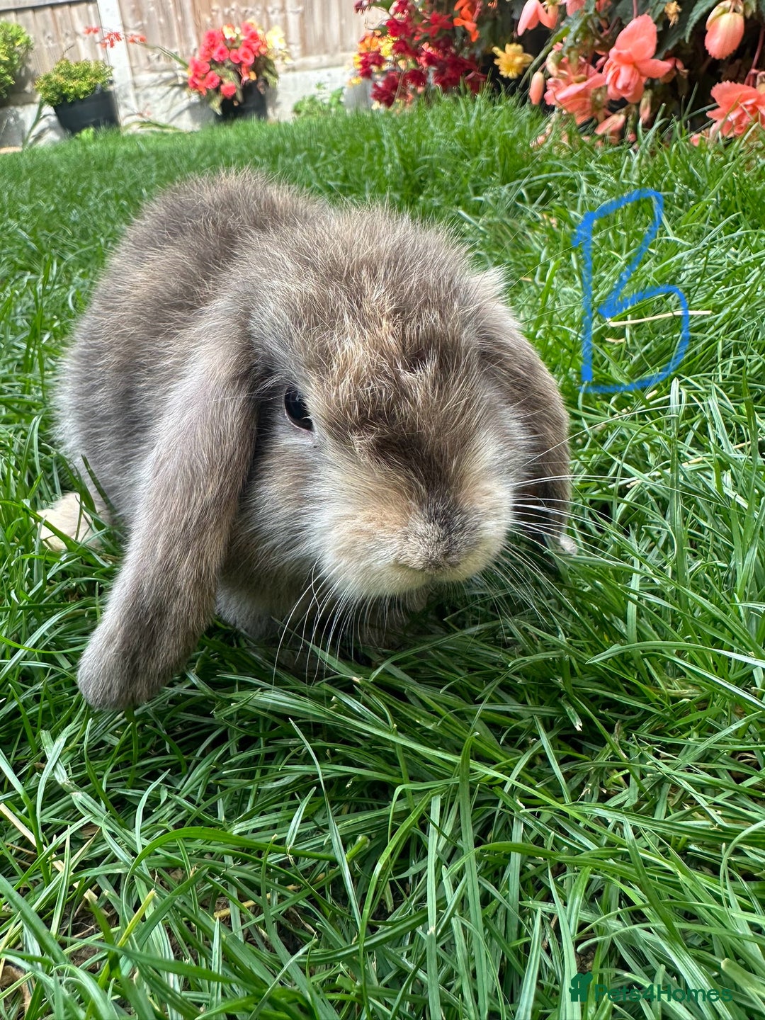 Mini Lop rabbits for sale: Mini Lop Male and Female Rabbits For Sale  - Image 20