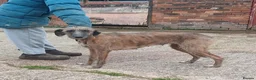 Mixed Breed dogs for sale: Bedlington whippet/Bedlington greyhound x whippet - Advert 1