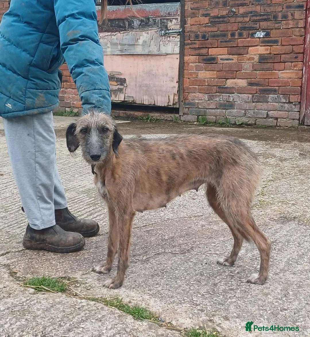 Mixed Breed dogs for sale: Bedlington whippet/Bedlington greyhound x whippet - Advert 1