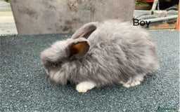 Angora rabbits for sale: Baby angoras - Image 4