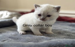 British Shorthair cats for sale: GGCF British shorthair Blue colourpoint kittens  - Image 11