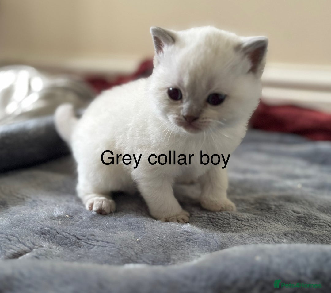 British Shorthair cats for sale: GGCF British shorthair Blue colourpoint kittens  - Image 11