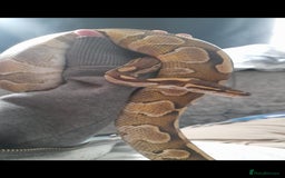 Snake reptiles for sale: Royal Python & enclosure  - Image 3