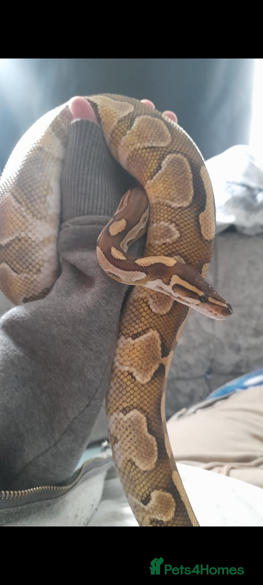 Snake reptiles for sale: Royal Python & enclosure  - Image 3
