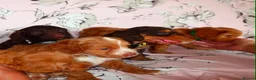 Cockapoo dogs for sale: Beautiful cocker poo puppies available  in Havercroft - Advert 25
