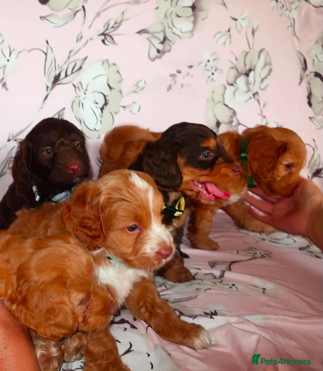 Cockapoo dogs for sale: Beautiful cocker poo puppies available  in Havercroft - Advert 25