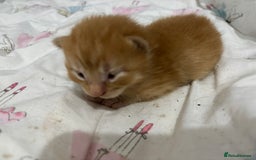 Maine Coon cats for sale: Maine coon mix kittens  - Image 3