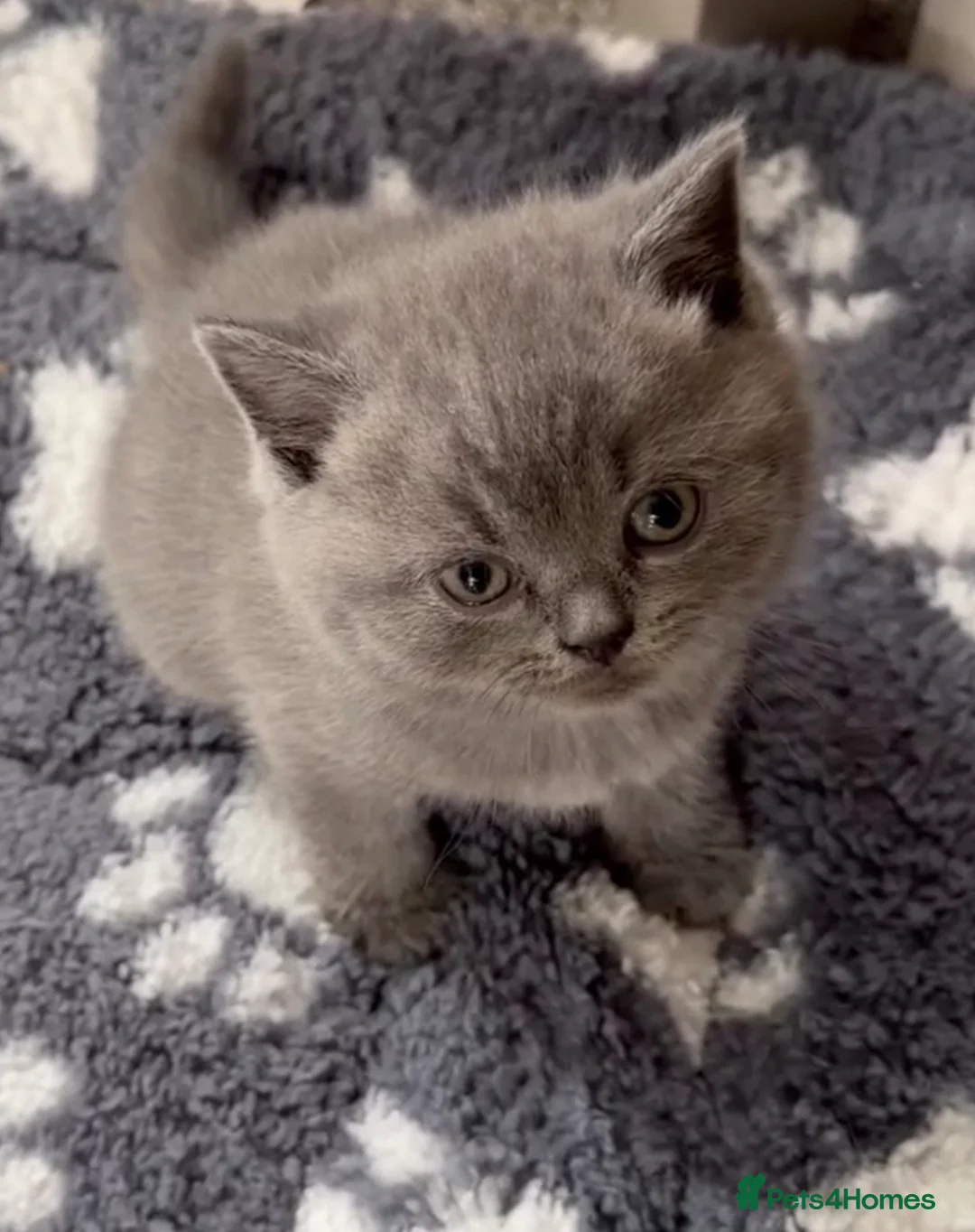 British Shorthair cats for sale: Beautiful British blue short hair kittens  - Advert 6