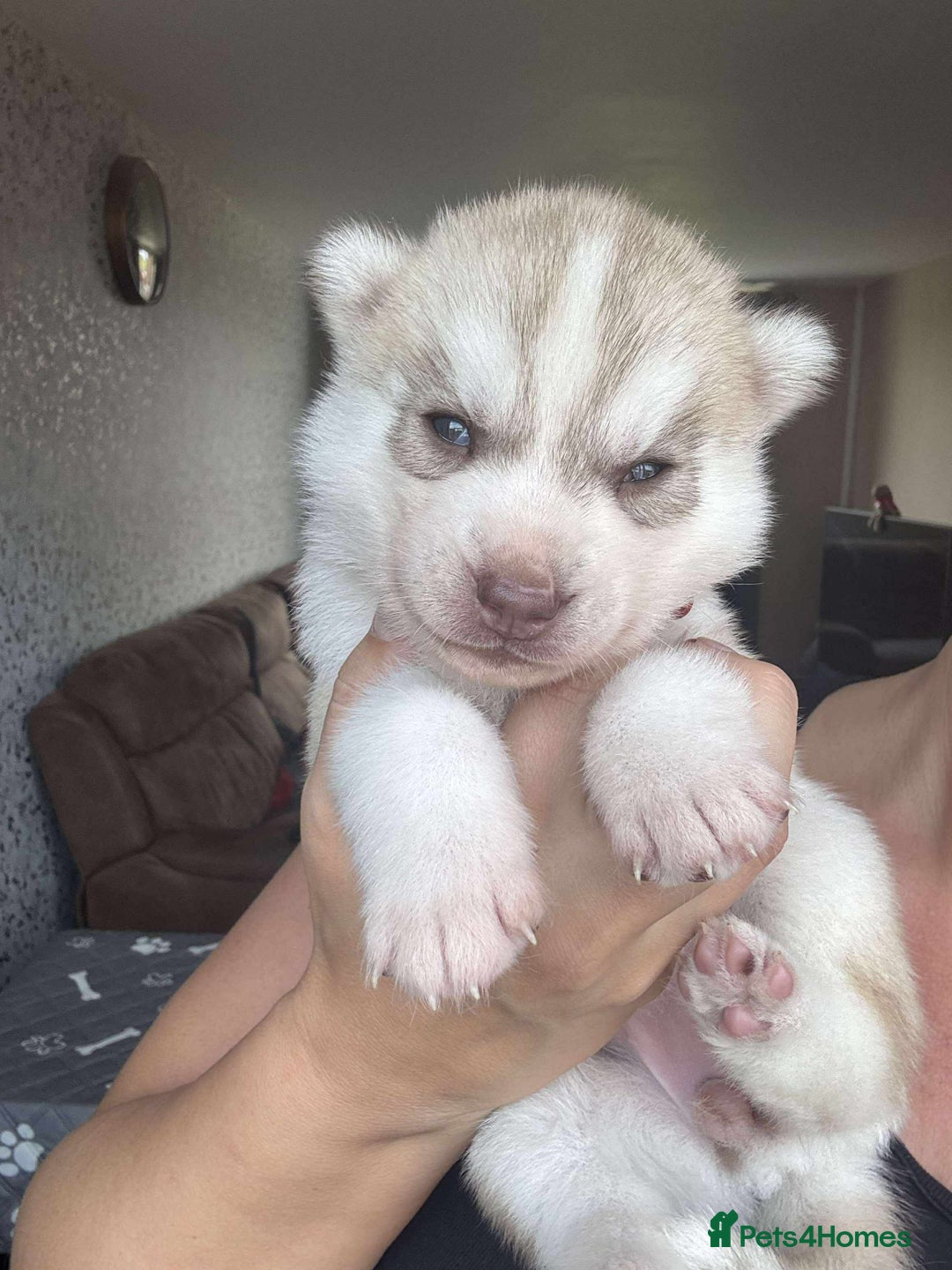 Siberian Husky dogs for sale: Beautiful KC registered Siberian puppies  - Image 15