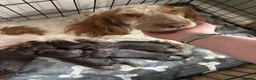 Cocker Spaniel dogs for sale: Working cocker spaniels  - Advert 2