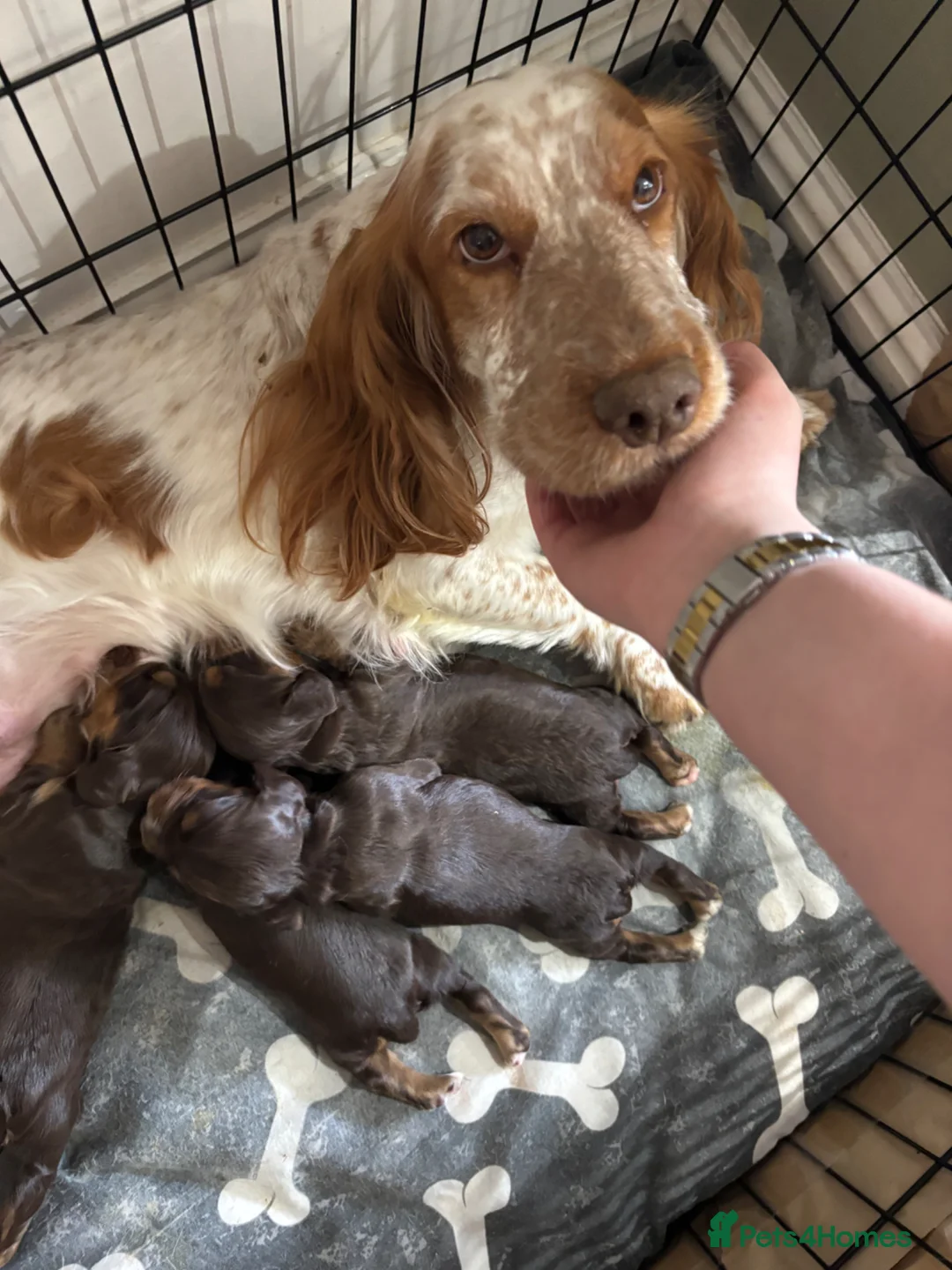 Cocker Spaniel dogs for sale: Working cocker spaniels  - Advert 2